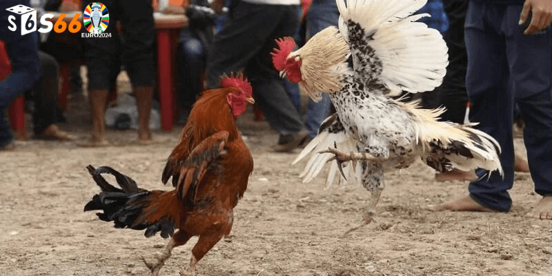 Đá gà cựa dao trực tiếp